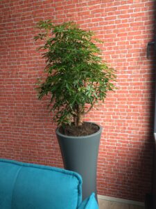 Colonne anthracite ronde + shefflera