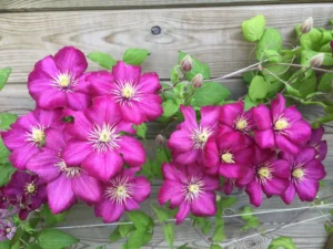 Protéger les plantes du froid hivernal
